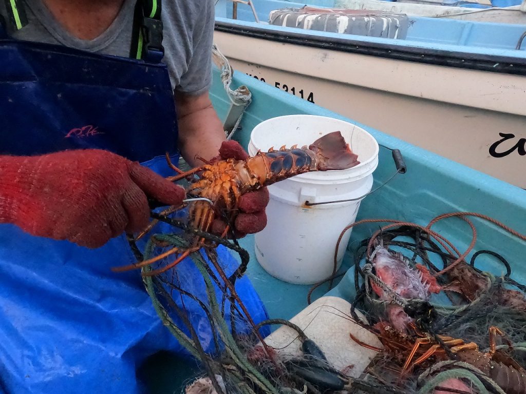 密着！伊勢えび漁！ | カゴシマガジン