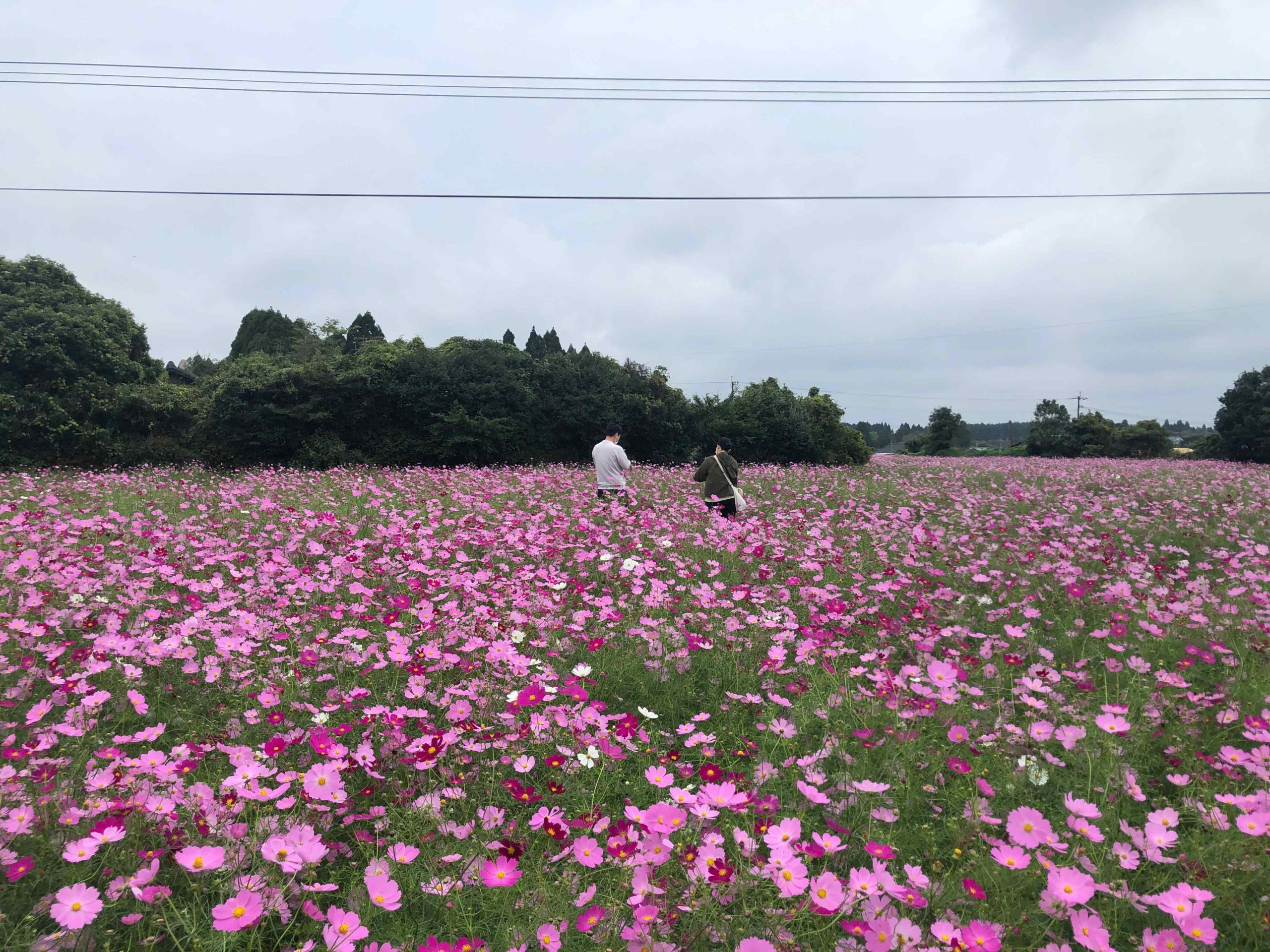 霧島市福山町で開催される「コスモスまつり」