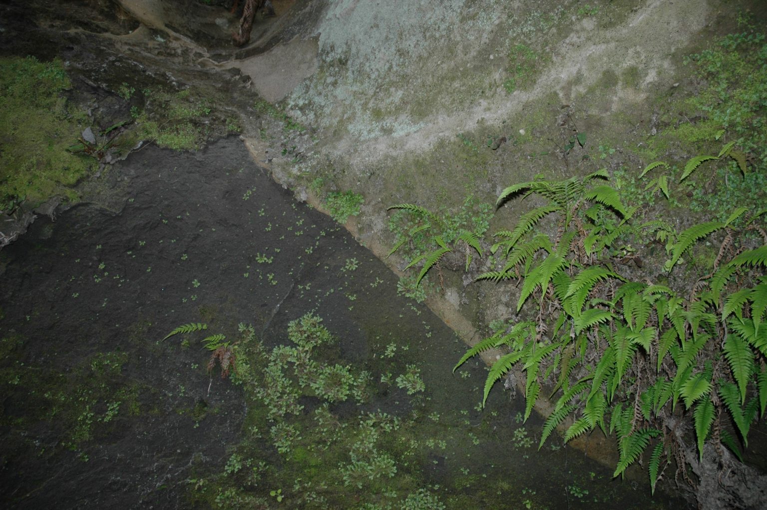 霧島の自然 その1 カゴシマガジン