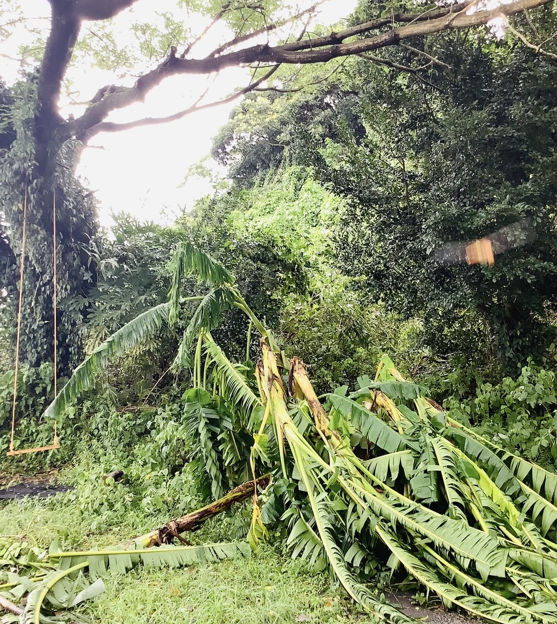 台風に耐えたバナナ」 | カゴシマガジン