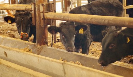 【鹿児島黒牛】こだわり抜いた餌で経産牛を育てている「室田牧場」