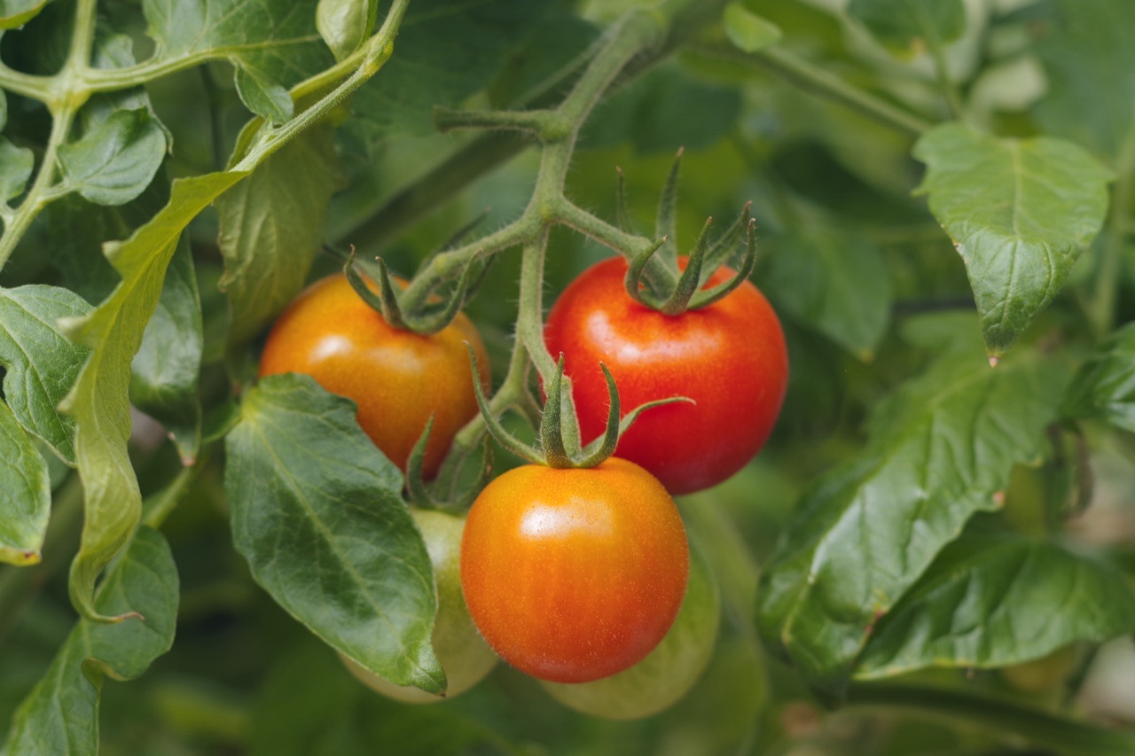 指宿で50年も作り続けているトマト農家「澤山農園」 | カゴシマガジン