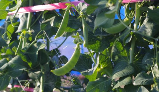 生産量が日本で１位！指宿の「スナップエンドウ」