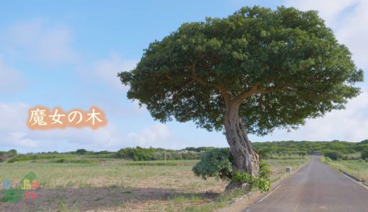 喜界島の不思議な木〜魔女の木の物語〜