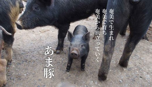奄美の山で放牧されて育つ「あま豚」を全国へ