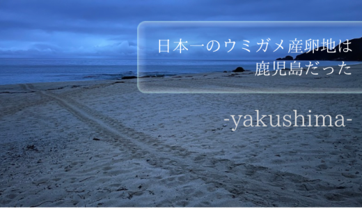 自由研究におススメ！日本一のウミガメ産卵地は鹿児島だった