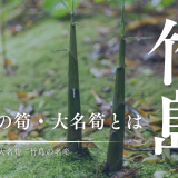 三島村のキセキの筍「大名筍」とは？竹島の大名筍が一年中食べられるようになったよ！