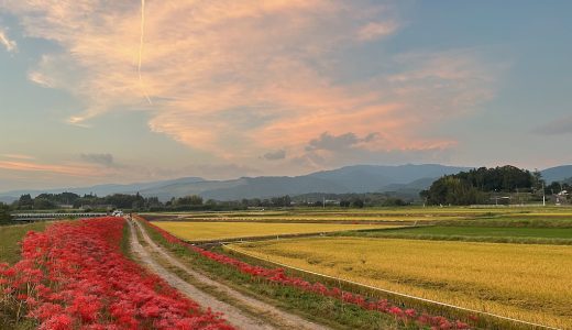 伊佐市・大田の彼岸花が見頃に！赤いじゅうたんと愛の物語
