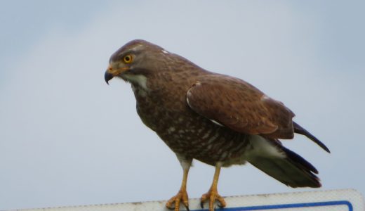 海を渡る鳥サシバと奄美のつながり：国際サシバサミット開催地から