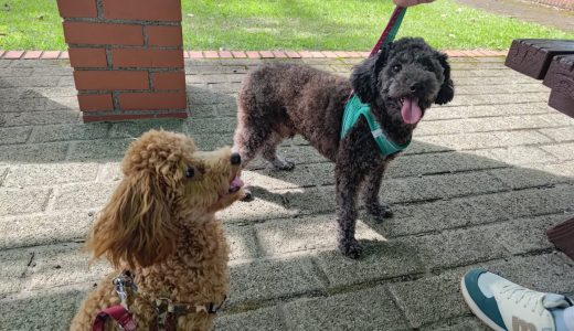 動物愛護を楽しく学び理解を深める！わんにゃんふれあいフェスティバル２０２５