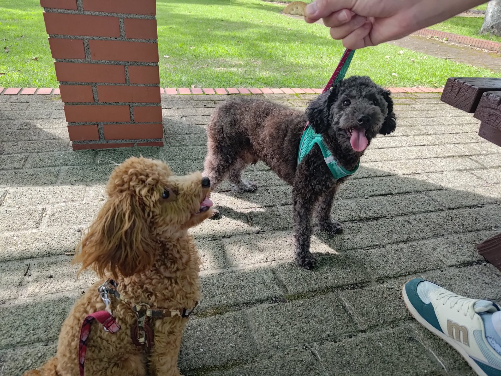 動物愛護を楽しく学び理解を深める！わんにゃんふれあいフェスティバル
