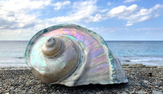 夜光貝を丸ごとピカピカに研磨したら海に映えました！磨き方のすすめ