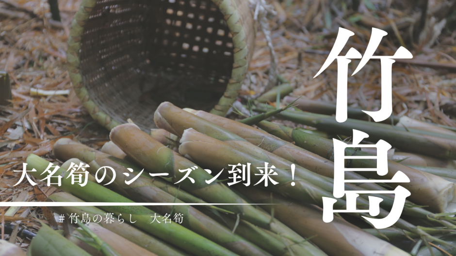 三島村竹島の大名筍のシーズン到来！実は冬の間から準備は始まってます