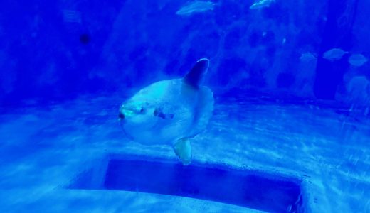 かごしま水族館のマンボウに会っていました
